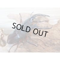 ★人気種★ボーリンフタマタクワガタ（亜種バミノルム）初二令幼虫3頭セット販売！！