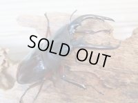★人気種★ボーリンフタマタクワガタ（亜種バミノルム）初二令幼虫3頭セット販売！！