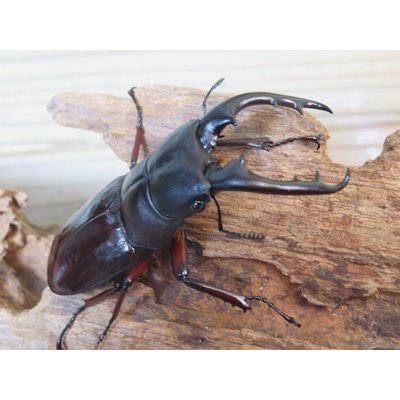 画像1: ★人気種★ボーリンフタマタクワガタ（亜種バミノルム）初二令幼虫3頭セット販売！！