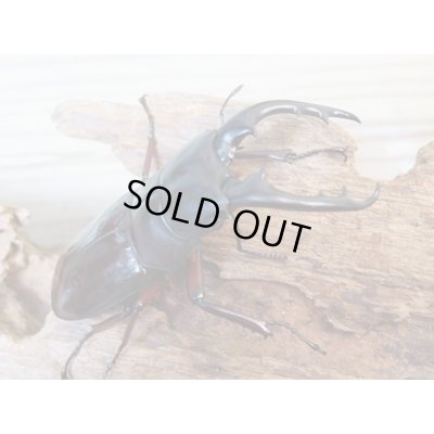 画像1: ★人気種★ボーリンフタマタクワガタ（亜種バミノルム）初二令幼虫3頭セット販売！！