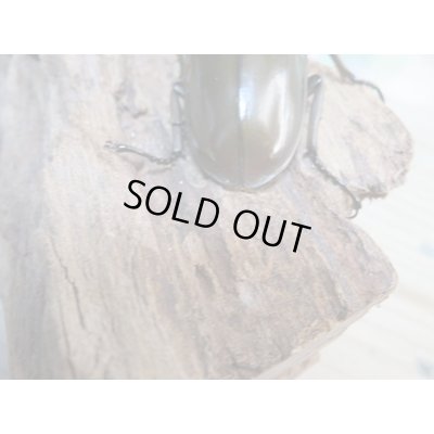 画像2: ☆美麗新成虫☆ババオウゴンオニクワガタ♂64ミリ♀45ミリペア＋♀44.5ミリ計3頭トリオ販売！！