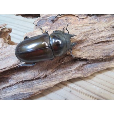 画像3: ☆美麗新成虫☆ババオウゴンオニクワガタ♂64ミリ♀45ミリペア＋♀44.5ミリ計3頭トリオ販売！！
