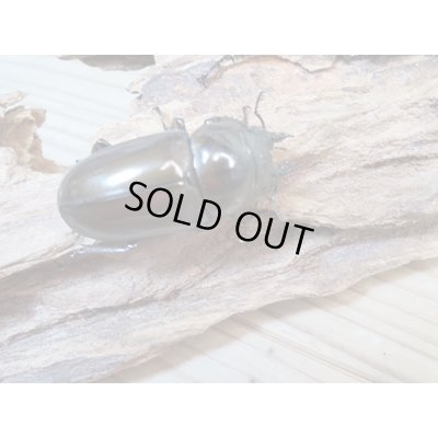 画像3: ☆美麗新成虫☆ババオウゴンオニクワガタ♂64ミリ♀45ミリペア＋♀44.5ミリ計3頭トリオ販売！！