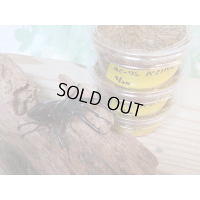 画像3: ★人気種★ボーリンフタマタクワガタ（亜種バミノルム）初二令幼虫3頭セット販売！！