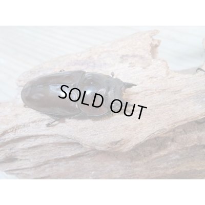 画像4: ☆美麗新成虫☆ババオウゴンオニクワガタ♂64ミリ♀45ミリペア＋♀44.5ミリ計3頭トリオ販売！！