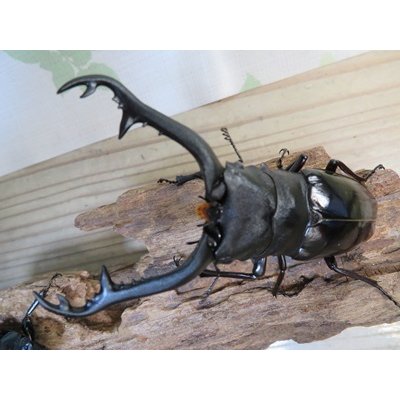 画像2: ☆大型新成虫☆ギラファノコギリクワガタ（亜種ニシカワイ）♂98ミリ♀51ミリペア販売！！