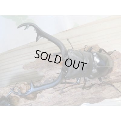 画像2: ☆大型新成虫☆ギラファノコギリクワガタ（亜種ニシカワイ）♂98ミリ♀51ミリペア販売！！