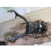 画像2: ☆大型新成虫☆ギラファノコギリクワガタ（亜種ニシカワイ）♂98ミリ♀51ミリペア販売！！ (2)