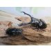 画像5: ☆稀少新成虫☆ギラファノコギリクワガタ（亜種ニルギリエンシス）♂88ミリ♀47ミリペア販売！！ (5)