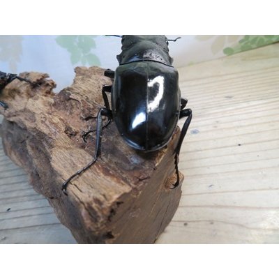 画像3: ☆新成虫☆ギラファノコギリクワガタ（亜種ダイスケ）♂106ミリ♀52ミリペア販売！！