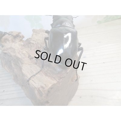 画像3: ☆新成虫☆ギラファノコギリクワガタ（亜種ダイスケ）♂106ミリ♀52ミリペア販売！！