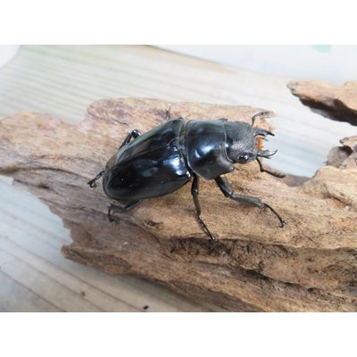画像4: ☆新成虫☆ギラファノコギリクワガタ（亜種ダイスケ）♂106ミリ♀52ミリペア販売！！