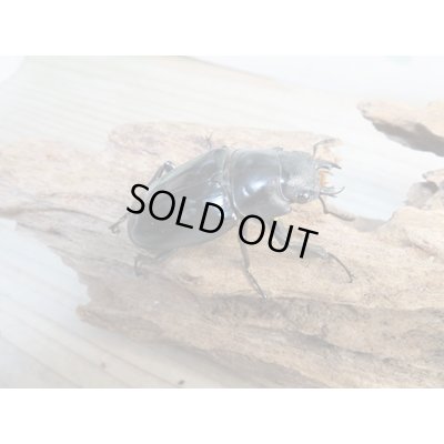 画像4: ☆新成虫☆ギラファノコギリクワガタ（亜種ダイスケ）♂106ミリ♀52ミリペア販売！！