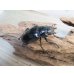 画像4: ☆新成虫☆ギラファノコギリクワガタ（亜種ダイスケ）♂106ミリ♀52ミリペア販売！！ (4)