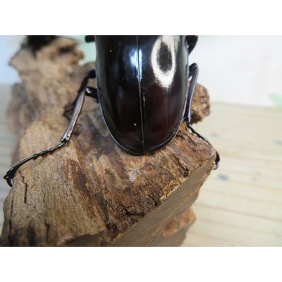 画像3: ☆大型新成虫☆ギラファノコギリクワガタ（亜種ニシカワイ）♂98ミリ♀51ミリペア販売！！