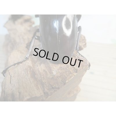 画像3: ☆大型新成虫☆ギラファノコギリクワガタ（亜種ニシカワイ）♂98ミリ♀51ミリペア販売！！