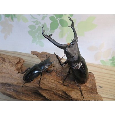 画像5: ☆大型新成虫☆ギラファノコギリクワガタ（亜種ニシカワイ）♂98ミリ♀51ミリペア販売！！
