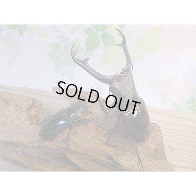 画像5: ☆大型新成虫☆ギラファノコギリクワガタ（亜種ニシカワイ）♂98ミリ♀51ミリペア販売！！