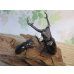 画像5: ☆大型新成虫☆ギラファノコギリクワガタ（亜種ニシカワイ）♂98ミリ♀51ミリペア販売！！ (5)