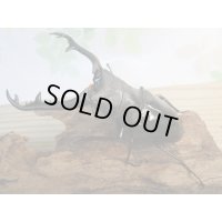 ☆大型新成虫☆ギラファノコギリクワガタ（亜種ニシカワイ）♂98ミリ♀51ミリペア販売！！