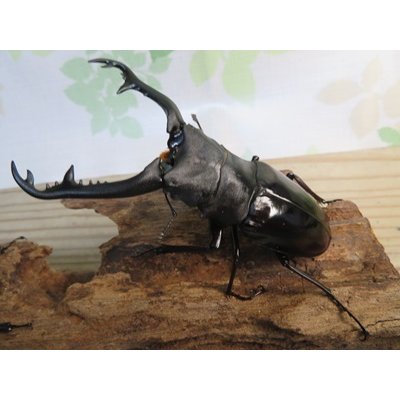 画像1: ☆大型新成虫☆ギラファノコギリクワガタ（亜種ニシカワイ）♂98ミリ♀51ミリペア販売！！