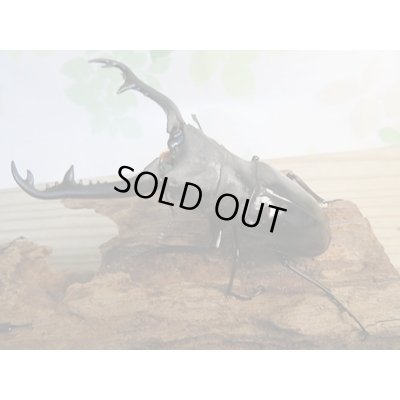 画像1: ☆大型新成虫☆ギラファノコギリクワガタ（亜種ニシカワイ）♂98ミリ♀51ミリペア販売！！