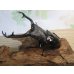 画像1: ☆大型新成虫☆ギラファノコギリクワガタ（亜種ニシカワイ）♂98ミリ♀51ミリペア販売！！ (1)