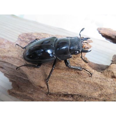 画像4: ☆大型新成虫☆ギラファノコギリクワガタ（亜種ニシカワイ）♂98ミリ♀51ミリペア販売！！
