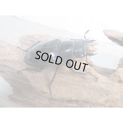 画像4: ☆大型新成虫☆ギラファノコギリクワガタ（亜種ニシカワイ）♂98ミリ♀51ミリペア販売！！