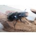 画像4: ☆大型新成虫☆ギラファノコギリクワガタ（亜種ニシカワイ）♂98ミリ♀51ミリペア販売！！ (4)