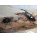画像5: ☆稀少新成虫☆ギラファノコギリクワガタ（亜種ニルギリエンシス）♂89ミリ♀47.5ミリペア販売！！ (5)