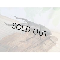 ☆新成虫☆ギラファノコギリクワガタ（亜種ダイスケ）♂106ミリ♀52ミリペア販売！！