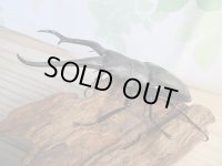 ☆新成虫☆ギラファノコギリクワガタ（亜種ダイスケ）♂106ミリ♀52ミリペア販売！！