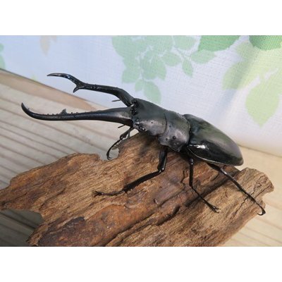 画像1: ☆新成虫☆ギラファノコギリクワガタ（亜種ダイスケ）♂106ミリ♀52ミリペア販売！！