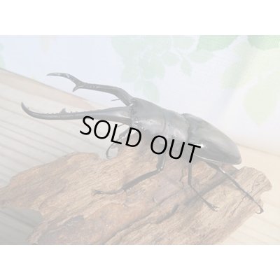 画像1: ☆新成虫☆ギラファノコギリクワガタ（亜種ダイスケ）♂106ミリ♀52ミリペア販売！！