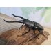 画像1: ☆新成虫☆ギラファノコギリクワガタ（亜種ダイスケ）♂106ミリ♀52ミリペア販売！！ (1)