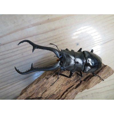 画像2: ☆新成虫☆ギラファノコギリクワガタ（亜種ダイスケ）♂106ミリ♀52ミリペア販売！！