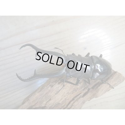 画像2: ☆新成虫☆ギラファノコギリクワガタ（亜種ダイスケ）♂106ミリ♀52ミリペア販売！！