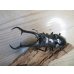 画像2: ☆新成虫☆ギラファノコギリクワガタ（亜種ダイスケ）♂106ミリ♀52ミリペア販売！！ (2)