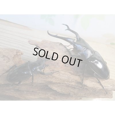 画像5: ☆新成虫☆ギラファノコギリクワガタ（亜種ダイスケ）♂106ミリ♀52ミリペア販売！！