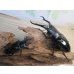 画像5: ☆新成虫☆ギラファノコギリクワガタ（亜種ダイスケ）♂106ミリ♀52ミリペア販売！！ (5)