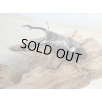 ☆稀少新成虫☆ギラファノコギリクワガタ（亜種ニルギリエンシス）♂89ミリ♀47.5ミリペア販売！！