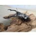 画像1: ☆稀少新成虫☆ギラファノコギリクワガタ（亜種ニルギリエンシス）♂89ミリ♀47.5ミリペア販売！！ (1)