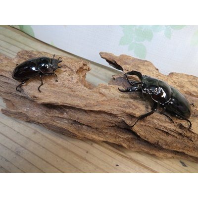 画像5: 新成虫☆レギウスオオツヤクワガタ♂67ミリ♀42ミリペア販売！！