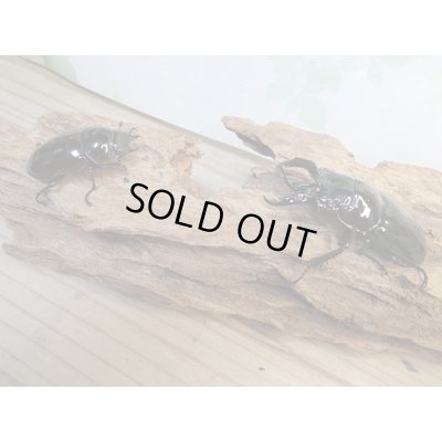 画像5: 新成虫☆レギウスオオツヤクワガタ♂67ミリ♀42ミリペア販売！！