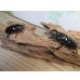 画像5: 新成虫☆レギウスオオツヤクワガタ♂67ミリ♀42ミリペア販売！！ (5)
