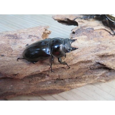 画像4: ☆美麗新成虫☆ババオウゴンオニクワガタ♂63ミリ♀44ミリペア販売！！