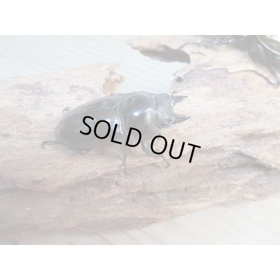 画像4: ☆美麗新成虫☆ババオウゴンオニクワガタ♂63ミリ♀44ミリペア販売！！
