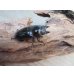 画像4: ☆美麗新成虫☆ババオウゴンオニクワガタ♂63ミリ♀44ミリペア販売！！ (4)