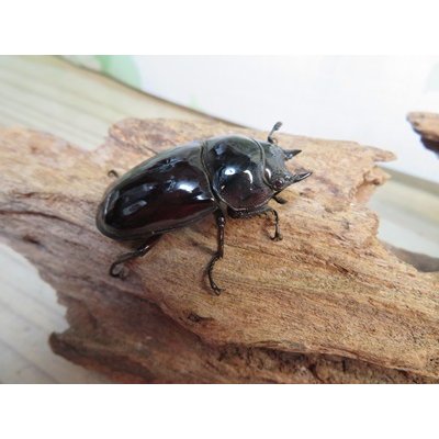 画像4: 新成虫☆レギウスオオツヤクワガタ♂67ミリ♀42ミリペア販売！！